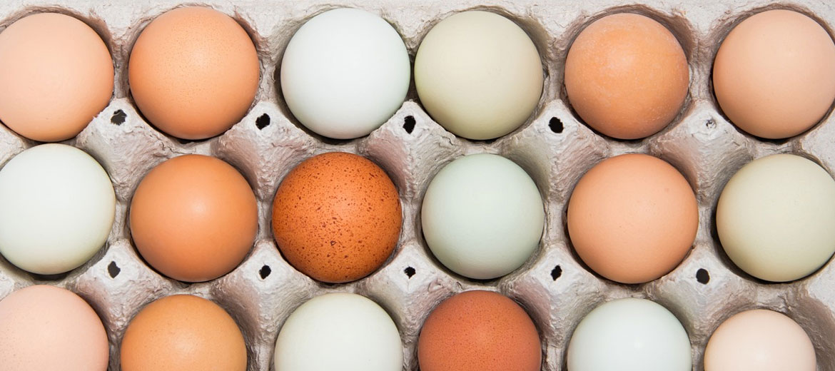What Causes for Pale Egg Shells? â€“ Suntech homepage